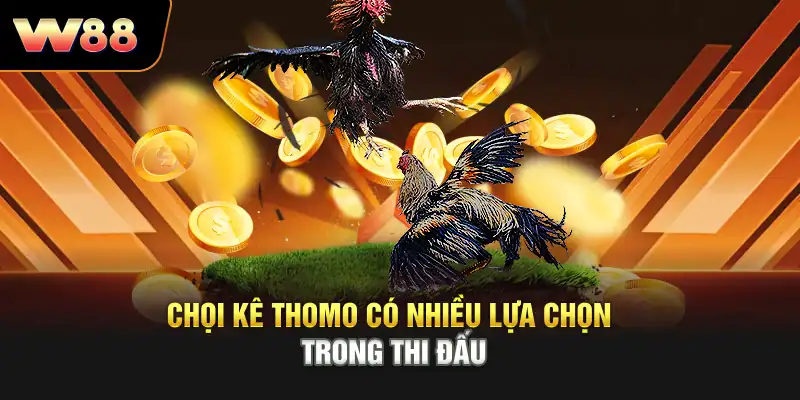 Chọi kê Thomo có nhiều lựa chọn trong thi đấu