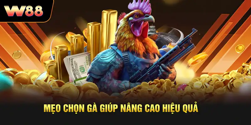 Mẹo chọn gà giúp nâng cao hiệu quả