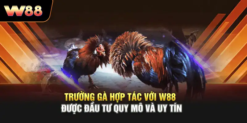 Trường gà hợp tác với W88 được đầu tư quy mô và uy tín